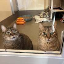 Thumbnail photo of Sienna #1