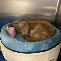 Thumbnail photo of Hawthorne #3