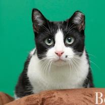 Thumbnail photo of Bobby #2