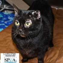 Thumbnail photo of Lurlene #1