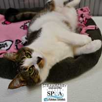 Thumbnail photo of Strawberry #2