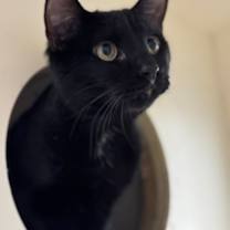 Thumbnail photo of October Night #3