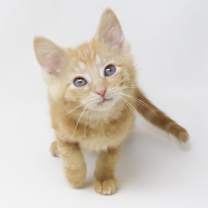 Thumbnail photo of Peach #3