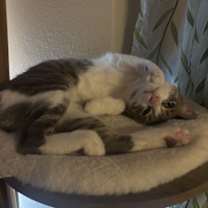 Thumbnail photo of Del #2