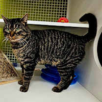 Thumbnail photo of Meeko #1