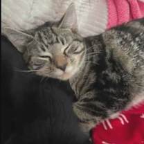 Thumbnail photo of Horseshoe #2