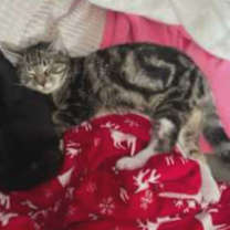 Thumbnail photo of Horseshoe #3