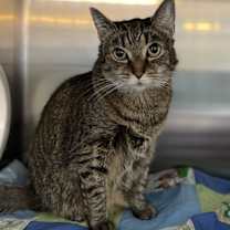 Thumbnail photo of Tilly #3