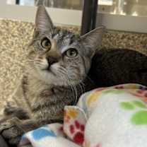 Thumbnail photo of Fezzik #1