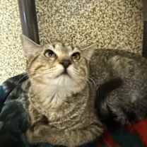 Thumbnail photo of Fezzik #4