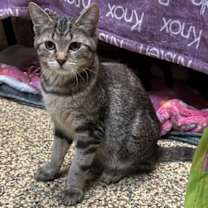 Thumbnail photo of Vizzini #1