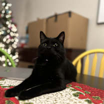 Thumbnail photo of Toothless + ( and my brother Bombon) #1