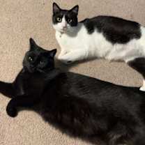 Thumbnail photo of Toothless + ( and my brother Bombon) #2