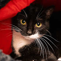 Thumbnail photo of Jollibee #1