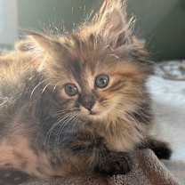 Thumbnail photo of Tiffany #1