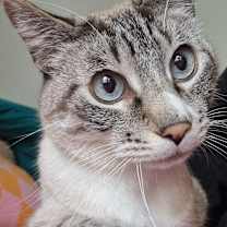 Thumbnail photo of Tsong #1