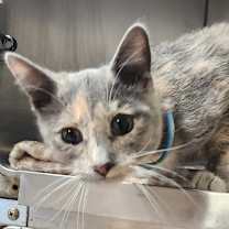 Thumbnail photo of Fantasia #2