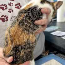 Thumbnail photo of Lady Kate #3