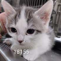 Thumbnail photo of FENNEL #2