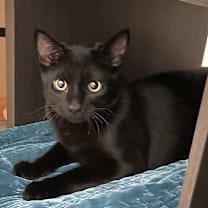 Thumbnail photo of Hudson #4