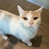 Thumbnail photo of Annabelle #2