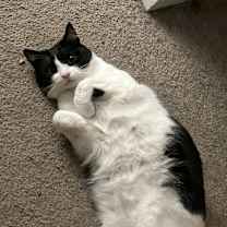 Thumbnail photo of Bombon +( and my brother toothless) #2