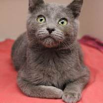 Thumbnail photo of Pookie #2