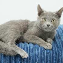 Thumbnail photo of Pookie #3