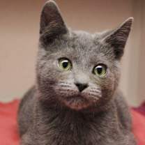 Thumbnail photo of Pookie #4