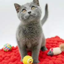 Thumbnail photo of Nash #3