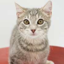 Thumbnail photo of Bob #3