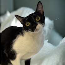 Thumbnail photo of Vixen #1