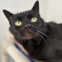 Thumbnail photo of Love #1