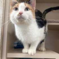 Thumbnail photo of Big Jingle #3