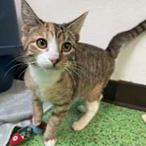 Thumbnail photo of Charlotte (Champagne) (Merritt #1