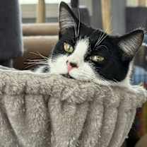 Thumbnail photo of Stargazer #1