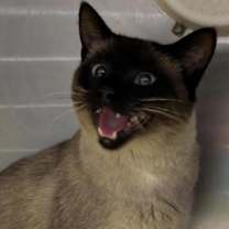 Thumbnail photo of Chocolate Mocha 45546 #3