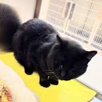 Thumbnail photo of Bones 45527 #2