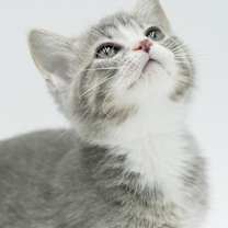 Thumbnail photo of Figgy #1