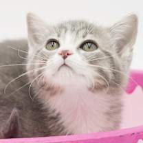 Thumbnail photo of Figgy #3