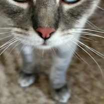 Thumbnail photo of Basilio #4