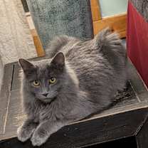 Thumbnail photo of Candyman #3