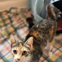 Thumbnail photo of Kat Timpf #1