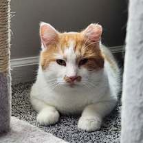 Thumbnail photo of Bombur #3