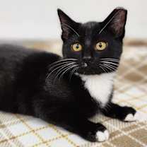 Thumbnail photo of Diego Rivera #1