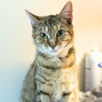 Thumbnail photo of Luna #3