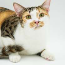 Thumbnail photo of Thumper #1