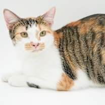 Thumbnail photo of Thumper #2