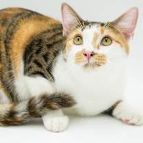 Thumbnail photo of Thumper #3