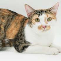 Thumbnail photo of Thumper #4